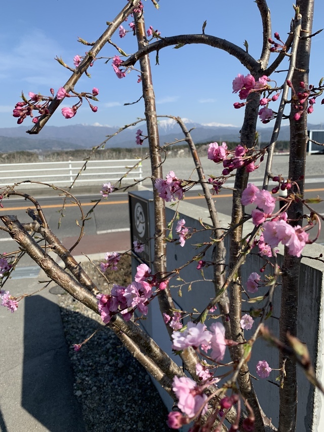 日本園芸療法学会